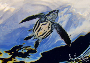 This image of a baby LeatherBack Turtle was taken in the ... by Steven Anderson 